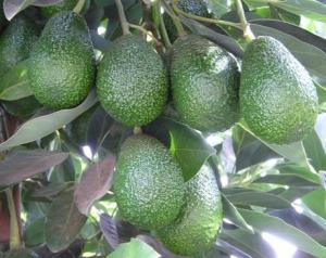 PRODUCCIÓN DE PALTA SUBIRÍA 16,5%