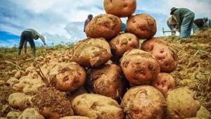 Producción de papa cayó 7.2% en abril de 2026
