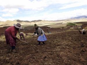 PRODUCCIÓN DE PAPA Y QUINUA DISMINUYE EN PUNO