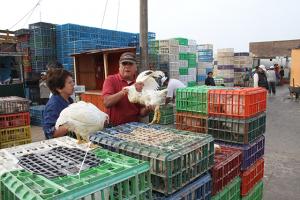 Producción de pollo se incrementó 3.5% este año