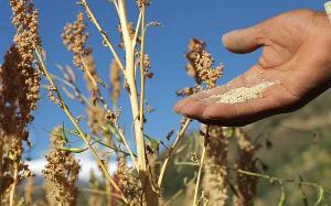 PRODUCCIÓN DE QUINUA SUMARÍA 70 MIL TONELADAS AL CIERRE DE ESTE AÑO