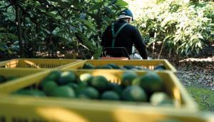 Producción mundial de palta alcanzó las 8.4 millones de toneladas, registrando un aumento anual de aproximadamente 7% entre el 2012 y 2022