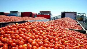 PRODUCCIÓN MUNDIAL DE TOMATES ALCANZÓ LOS 130 MILLONES DE TONELADAS