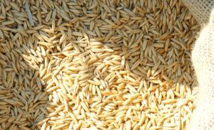 Producción nacional de arroz cáscara creció 26.4% en junio de 2024