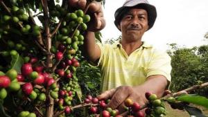 Producción nacional de café caería hasta 20% este año por falta de lluvias
