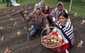 Producción nacional de papa alcanzó los 5.7 millones de toneladas en 2021, confirmando su posición como líder en Latinoamérica