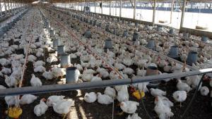 Producción peruana de ave aumentó 2.1% en marzo de 2026