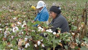 Producción y comercialización del algodón Pima en Piura está en riesgo