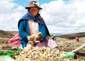 Produce brindará asistencia a productores de maca