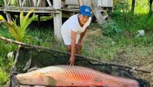 Producir paiche, el negocio que está uniendo a la zona norte y oriente del Perú