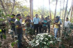 PRODUCTORES CAFETALEROS DEL VALLE DEL MONZÓN REALIZAN PASANTÍA 