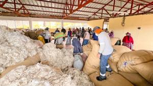 Productores de Apurímac comercializan 147 mil libras de fibra de alpaca a Inca Tops