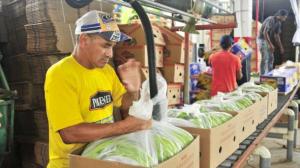 PRODUCTORES DE BANANAS NO FUERON AFECTOS POR TERREMOTO EN ECUADOR