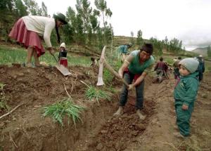 PRODUCTORES DE HUANCAVELICA, AYACUCHO E ICA FRENTE AL CAMBIO CLIMÁTICO