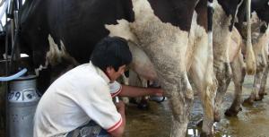 PRODUCTORES DE LECHE PERDIERON S/. 90 MILLONES