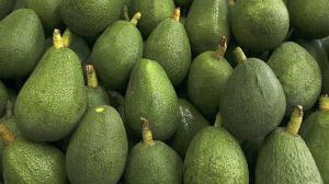 PRODUCTORES DE PALTA HASS DE APATEX OBTIENEN CERTIFICADO GLOBALGAP