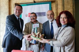 Productores de papa accederán a créditos con tasa especial del 14% por cobertura del fondo AgroPerú