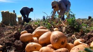 Productores de papa piden subsidio para siembra en altura