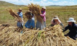 PRODUCTORES DE QUINUA PUEDEN INCREMENTAR HASTA EN 20% SU PRODUCCIÓN CON GUANO DE ISLA