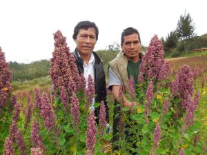 Productores de quinua solicitan al Gobierno acelerar negociaciones de protocolo fitosanitario para exportar a China