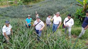 Productores del Vraem logran cosechar 33.000 piñas Golden por hectárea