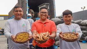 Productores del VRAEM venden 48 toneladas de cúrcuma por S/ 377.100