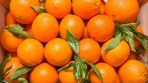 Productores exigen a la Unión Europea subir el precio de entrada de los cítricos importados a 1 €/kg