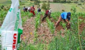 “Productores queremos pagar un precio social de S/ 65 por bolsa de urea”