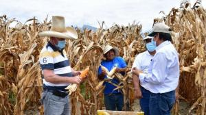 Productores son capacitados para mejorar cultivo de maíz