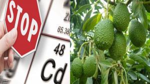 Prohass: avances en la mitigación del cadmio en las exportaciones de palta hass