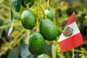 ProHass: despachos peruanos de palta Hass fresca a Estados Unidos cayeron 40% en volumen en la campaña 2023