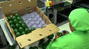 ProHass: Exportaciones peruanas de palta Hass alcanzarían las 515 mil toneladas en la campaña 2022