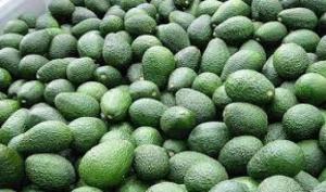 ProHass: Perú exportará 563 mil toneladas de palta Hass al término de la campaña 2023, lo que significará un aumento de +2%, pero se esperaba crecer 14%