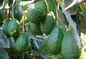 PROHÍBEN MOVILIZACIÓN DE PALTA HASS DESDE ÁREAS AFECTADAS POR PLAGA