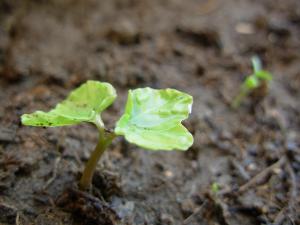 PROMUEVEN GESTIÓN DE PROYECTOS AMBIENTALES PRODUCTIVOS Y ECO- NEGOCIOS