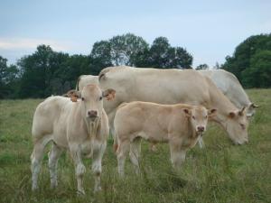 PROMUEVEN REPRODUCCIÓN DE GANADO VACUNO MEJORADO 