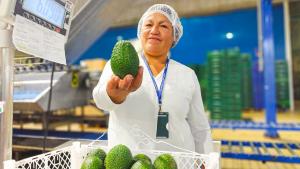 ProPALTA impulsa primera exportación de 21 toneladas de palta Hass de pequeños agricultores ayacuchanos