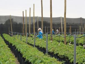 Propietarios de Olmos buscarían vender sus tierras