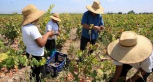 Proponen bono de productividad para trabajadores con modificatoria de Ley de Promoción Agraria