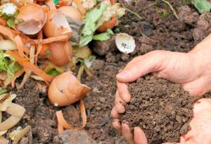 Proponen empleo de compost como alternativa ante la crisis de fertilizantes