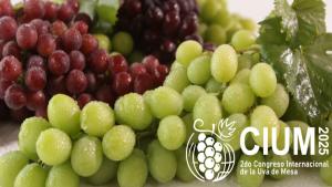 Provid realizará el II Congreso Internacional de la Uva de Mesa en Lima