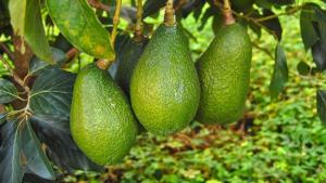 Proyectan aumento del 50% en exportaciones colombianas de palta a Estados Unidos