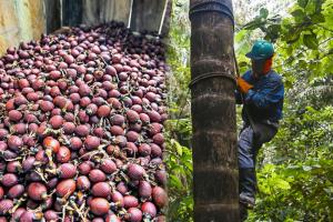 Proyecto Bio Amayu, una propuesta orientada hacia un futuro más próspero y sostenible