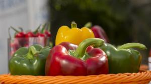 Proyecto Majes Siguas II impulsará evolución de capsicum