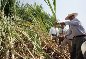 PROYECTO OLMOS PROCESARÁ 5.400 TONELADAS DE CAÑA AL DÍA