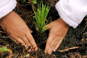 PROYECTOS AMBIENTALES INSUFICIENTES PARA MITIGAR CAMBIO CLIMÁTICO