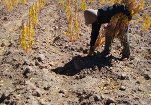 PUNO: AUSENCIA  DE LLUVIAS  EN LA ZONA NORTE REDUCIRÁ PRODUCCIÓN DE ALIMENTOS