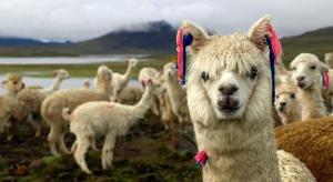 PUNO CELEBRA HOY EL DÍA NACIONAL DE LA ALPACA