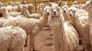 PUNO INVERTIRÍA MÁS DE S/. 80 MILLONES PARA MEJORAR LA FIBRA DE ALPACA