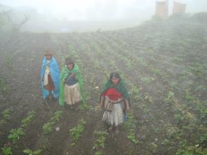 PUNO: LLUVIAS Y HELADAS PRODUJERON LA PÉRDIDA DEL 65% DE PRODUCCIÓN DE QUINUA